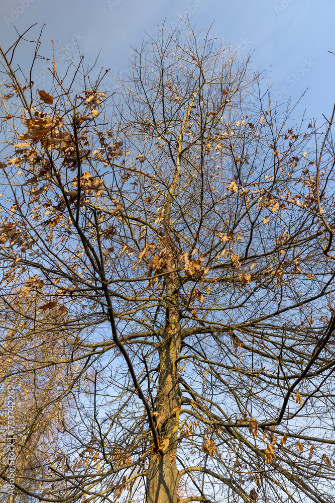 last year's foliage hangs on the branches of an oak tree in February last year's foliage hangs on the branches of an oak tree in February