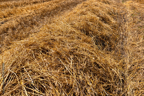 golden dry stubble on wheat in the field in summer