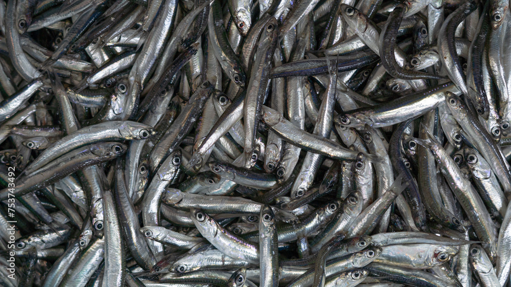 fresh fish on iced showcase on the seafood market fresh fish on iced showcase on the seafood market