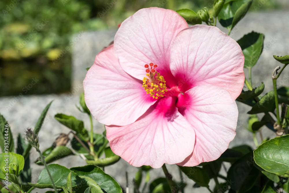 Beautiful Chinese Hibiscus flower in the park. Beautiful Chinese Hibiscus flower in the park.