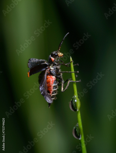 Malachite beetle, Malachius bipustulatus, spreading its wings ready to fly photo