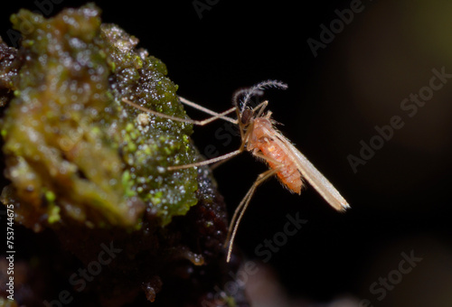 gall midge or gall gnat, Cecidomyiidae, sitting on a tree trunk, forest photo