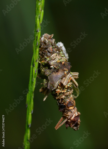 Chrysalis of a butterfly hanging on a plant stem