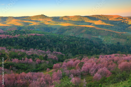 The Largest Wild Himalayan Cherry  (Prunus Cerasoides) Site in Thailand
In the winter, the mountain is covered with the dreamy pinkness.
Phu Lom Lo ,Phu Hin Rong Kla National Park 