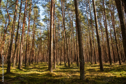 Natural landscape  coniferous forest on a sunny day in Poland.