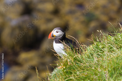 a Puffin on the sloop of the cliff's of puffin island  © A.N.Foto