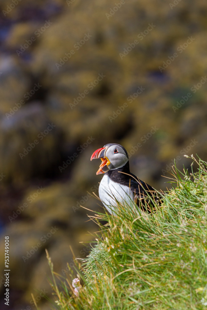 Obraz premium a puffin beeps at the cliffs of puffin island