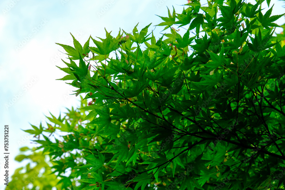 日本楓の美しい若葉