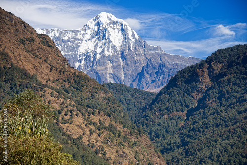 Majestic View of Hiunchuli Peak from the Poon Hill Trek, Annapurna Region, Nepal photo