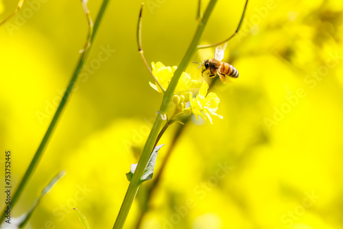 菜の花畑で蜜を集める可愛いミツバチ。

日本国群馬県、利根川河川敷にて。
2024年3月3日撮影。

Cute bees collecting nectar in a field of rape blossoms.

At Tonegawa riverbed, Gunma, Japan,
photo by March 3, 2024.
 photo