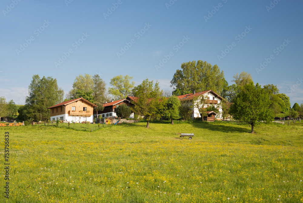 Obraz premium Bauernhof in Oberbayern umgeben von blühenden Wiesen an einem sonnigen Morgen im Frühling,Bayern,Deutschland