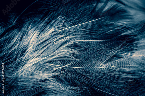 white and blue feathers. background © Krzysztof Bubel