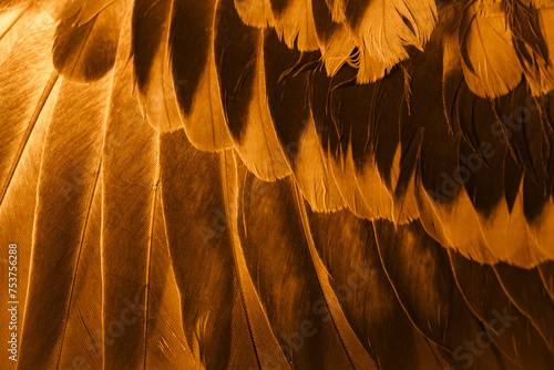 orange feather pigeon macro photo. texture or background © Krzysztof Bubel