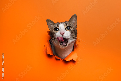 Portrait of cute cat breaking through hole in orange paper background photo