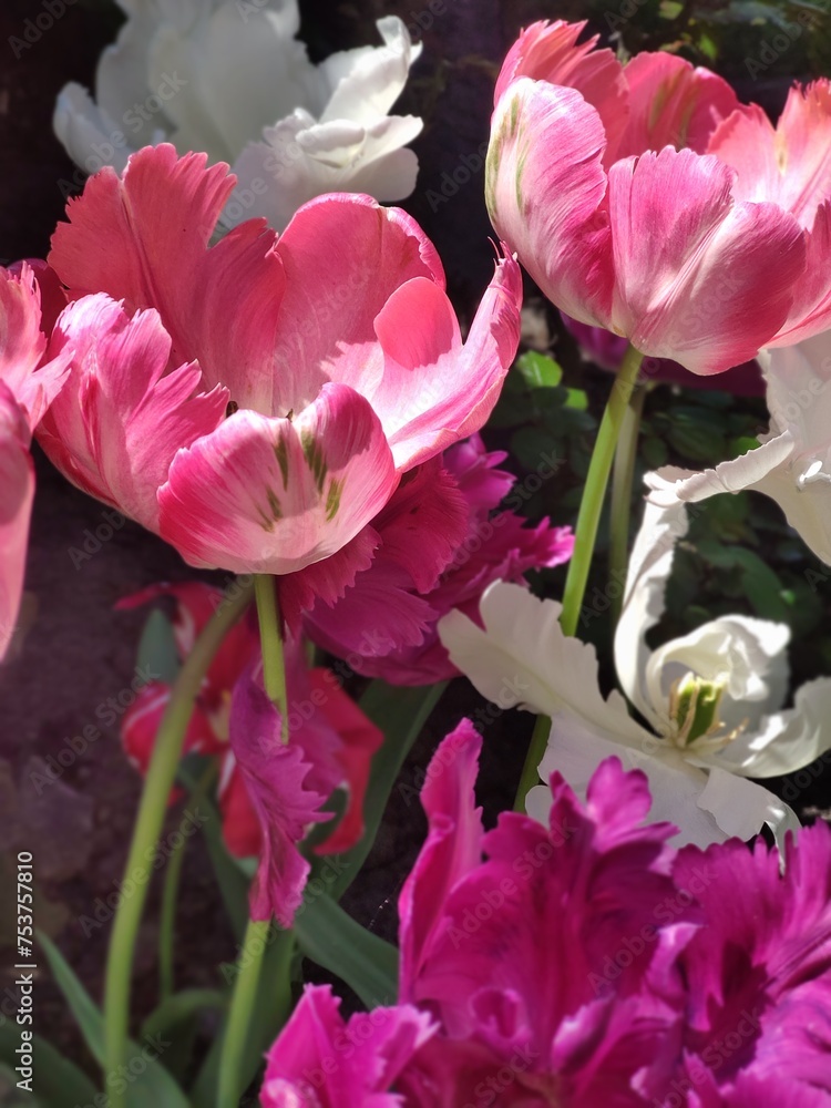 Obraz premium Close-up of open tulips with white, pink and purple petals on a sunny day
