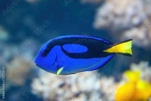 Vibrant coral Blue Tang fish swimming a in tropical aquarium