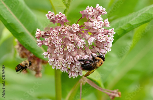 Common milkweed, Asclepias syriaca, is visited by bumblebees. This hardy native milkweed is a host plant for the monarch butterfly and provides nectar for bees, butterflies, and other pollinators.