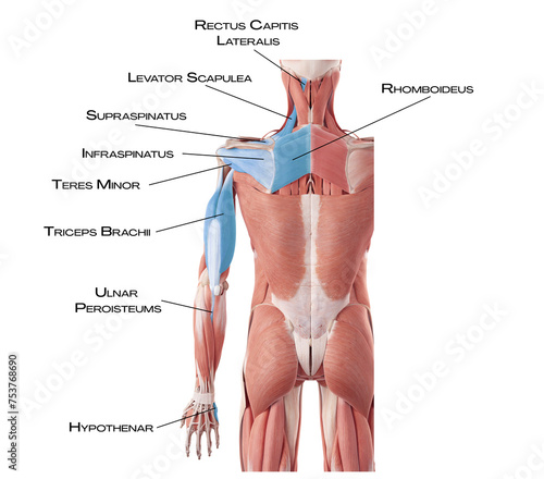 Deep Back Arm Line DBAL - rhomboideus, rectus capitis lateralis, levator scapulea, supraspinatus, infraspinatus, teres major, triceps brachii, ulnar peroisteum, hypothenar