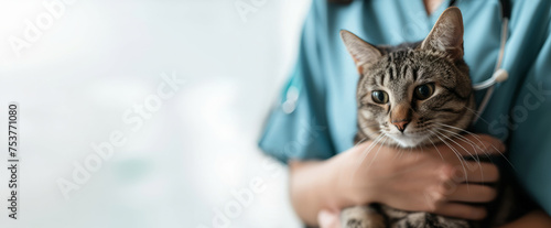 Close-up portrait of cute cat in the hands of a veterinarian. Concept of animal treatment, pet care, banner with copyspace photo