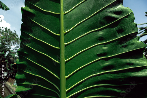 Taro leaves a.k.a daun talas (Colocasia Esculenta) are known as ornamental plants, growing in tropical areas. photo