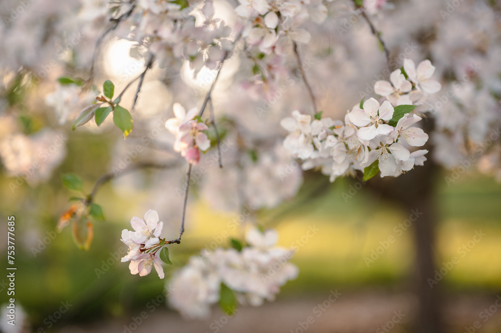 Beautiful spring flowers nature scene of cherry apple blossoms Beautiful spring flowers nature scene of cherry apple blossoms