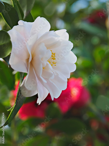 Beautiful Focus Stacked White Camellia Growing in an Camellia Garden