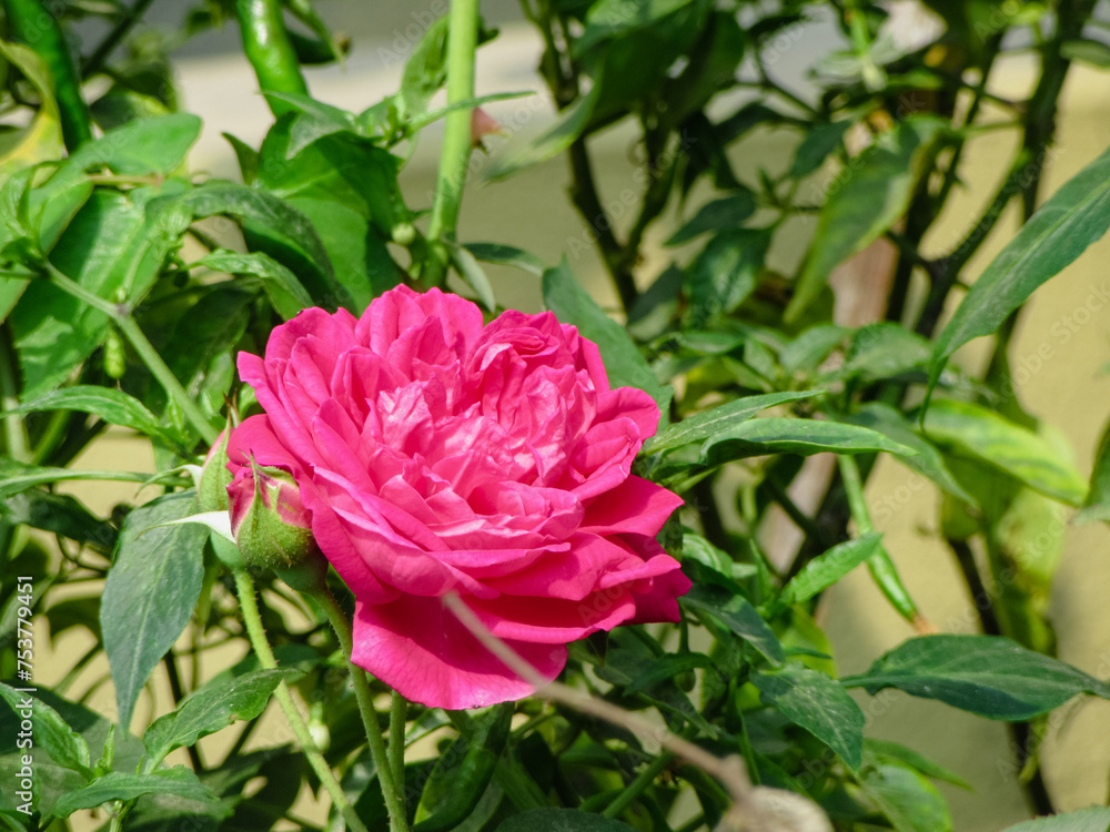 Bengali Blossoms: Rose, গোলাপ Bengali Blossoms: Rose, গোলাপ