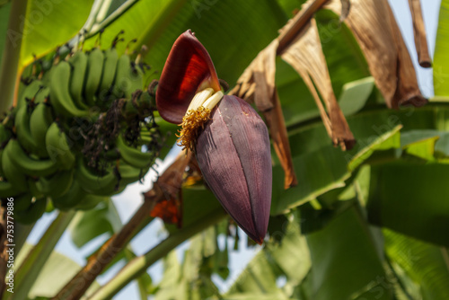 banana blossom or jantung pisang in indonesian language
