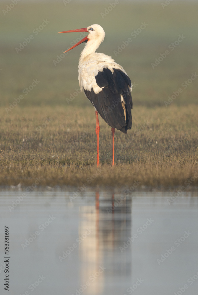 Fototapeta premium White stork with open bill at Bhigwan bird sanctuary, Maharashtra