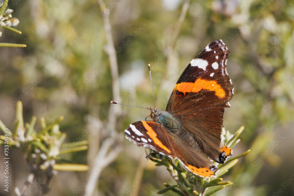 Mariposa Vanessa atalanta posada en arbusto de romero (Rosmarinus officinalis L.). Alcoy, España Mariposa Vanessa atalanta posada en arbusto de romero (Rosmarinus officinalis L.). Alcoy, España