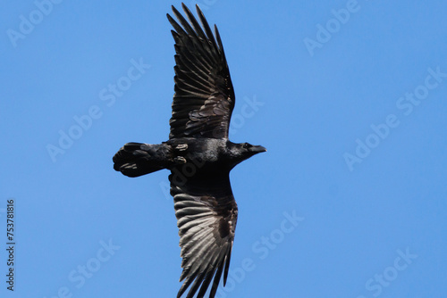 Detalle de corneja (Corvus corone) volando visto desde abajo con fondo de cielo azul, Alcoy, España photo