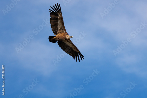 Detalle de buitre leonado volando  gyps fulfus  desde abajo con las alas extendidas y espacio negativo. Alcoy  Espa  a