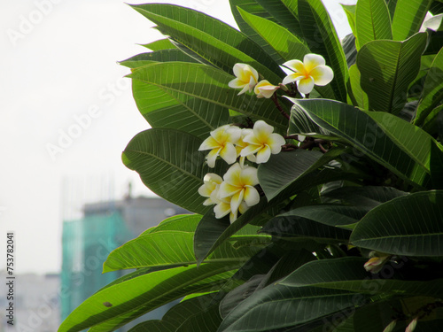 Canvas Print Bengali Blossoms: Frangipani, কাঠগোলাপ