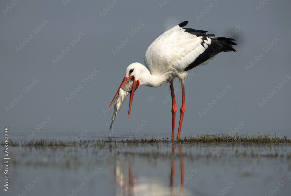 Obraz premium White stork with a big fish catch at Bhigwan bird sanctuary, Maharashtra