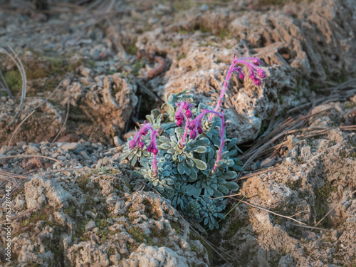 Eine Gruppe blühender Frühlings-Steinbrech (Saxifraga stribrny) in einer felsigen Landschaft. photo