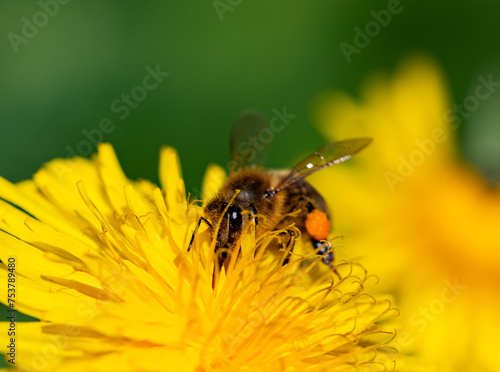 Pszczoła zapylająca kwiat  © Gustaw