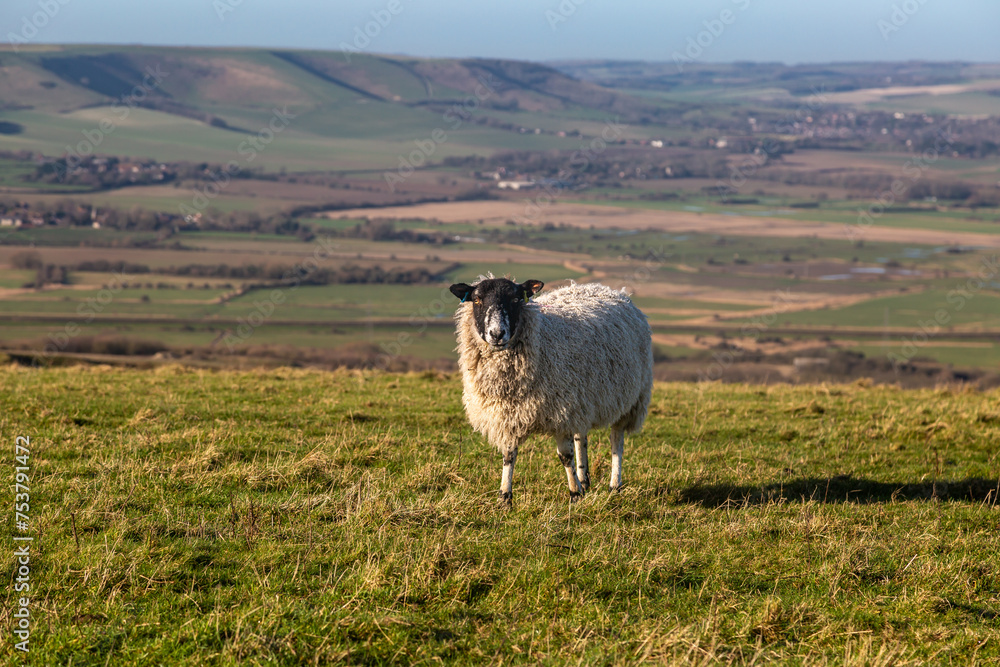 Fototapeta premium A sheep looking at the camera, on Firle Beacon in the South Downs