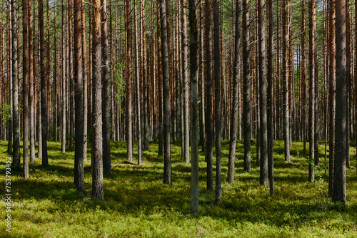 finnish commercial forest photo