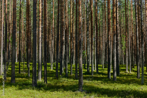 finnish commercial forest