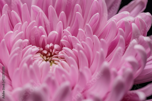 Pink Flower photo