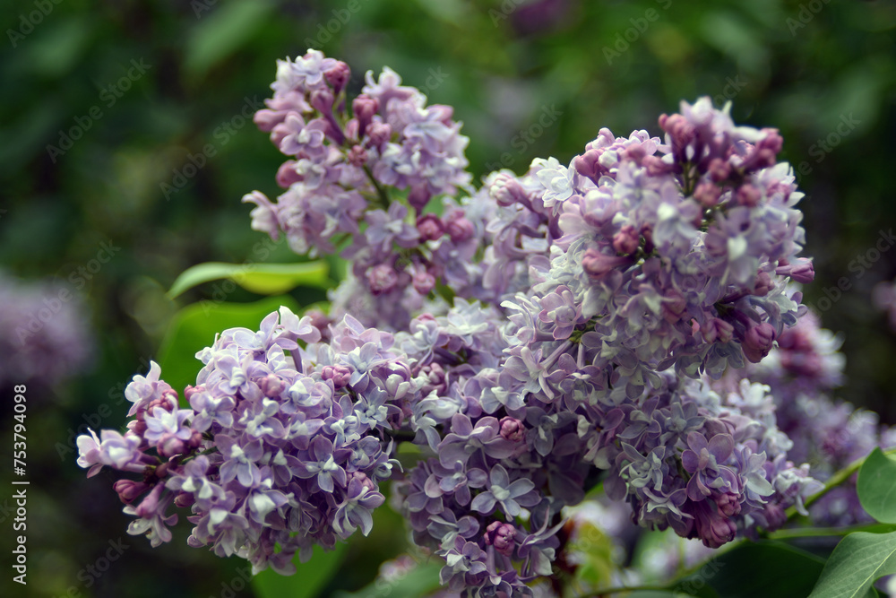 lilac flowers in the garden