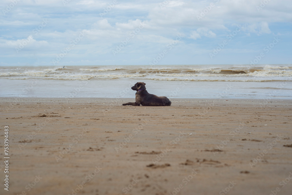 Perro contemplando el mar en la playa Perro contemplando el mar en la playa