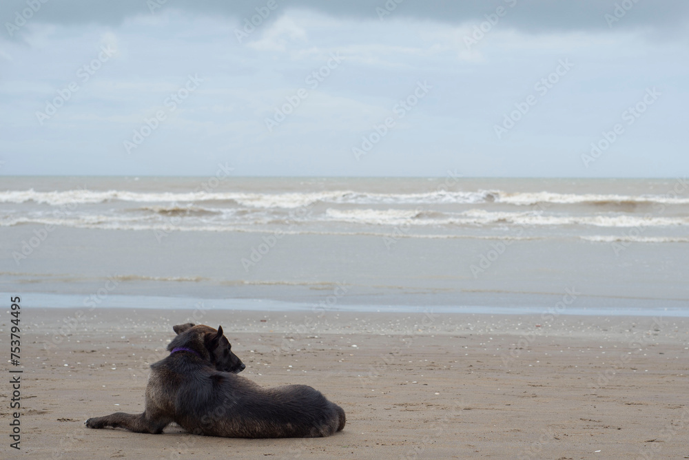 Perro descansando en la arena de la playa frente al mar Perro descansando en la arena de la playa frente al mar