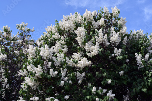 Obraz na płótnie flowers of a lilac w salonie