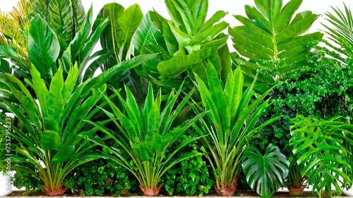 Tropical plants isolated on white background. Green houseplants