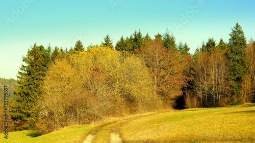 malerischer Wanderweg im Schwarzwald mit gelb blühender großen Salweide unter blauem Himmel 