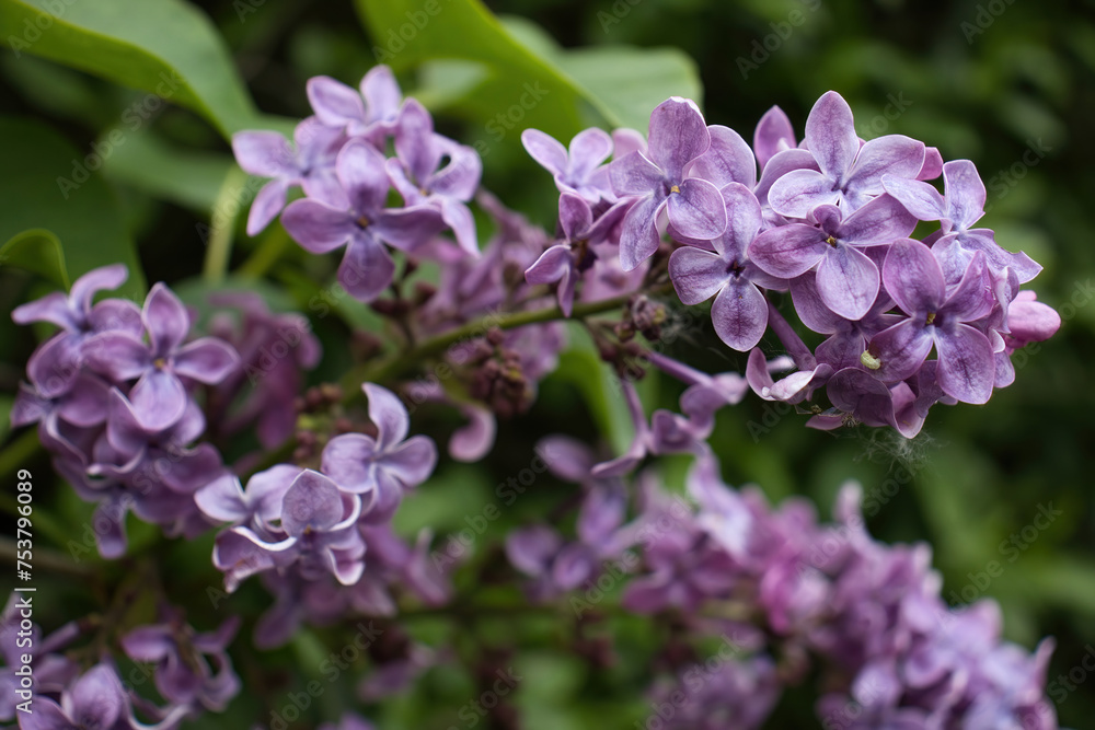 Purple lilac flowers, Syringa vulgaris, on a spring day in Potzbach, Germany. Purple lilac flowers, Syringa vulgaris, on a spring day in Potzbach, Germany.