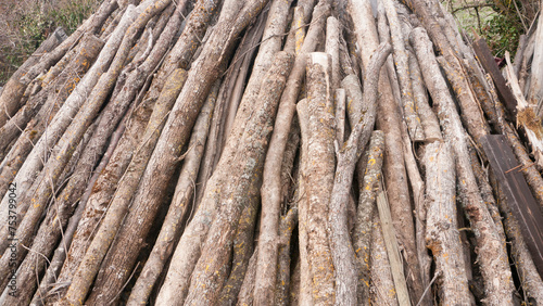 Montón de troncos apilados