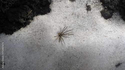 Last snow on the eve of spring