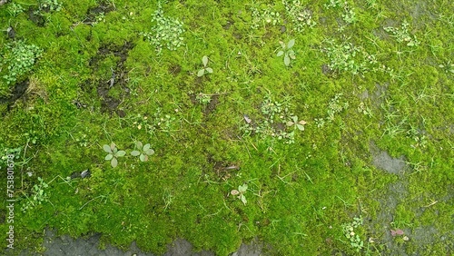 The moss and grass that grow rarely, close up